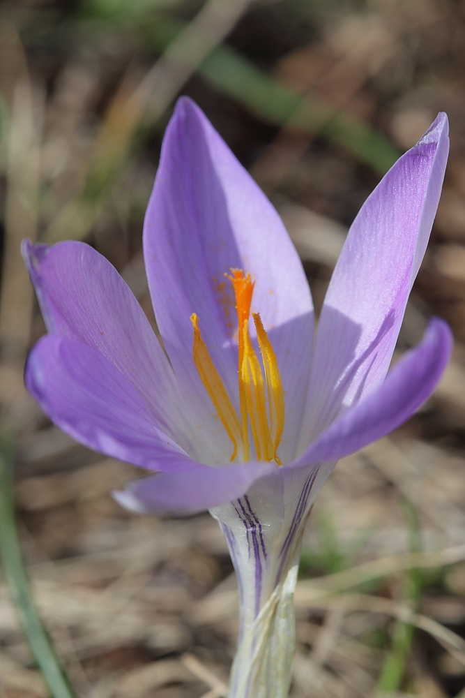 Crocus ilvensis / Zafferano dell''Elba (nuova specie europea)